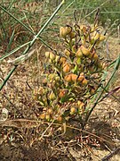 Wachendorfia paniculata Flipphi 11.jpg