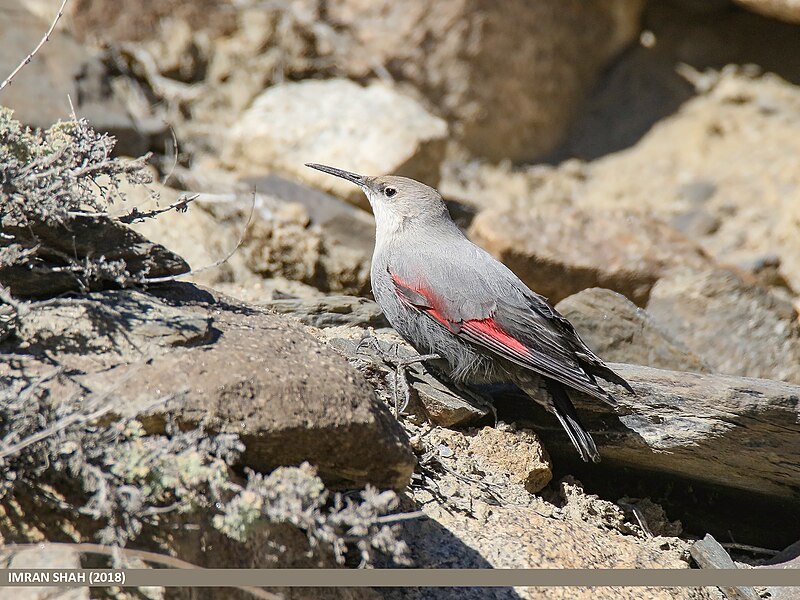 File:Wallcreeper (Tichodroma muraria) (49049328792).jpg