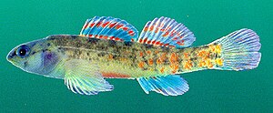 Watercress Darter