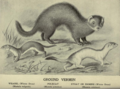 Comparative illustration of a European polecat, least weasel and stoat, as illustrated in Carnegie's Practical Game-preserving