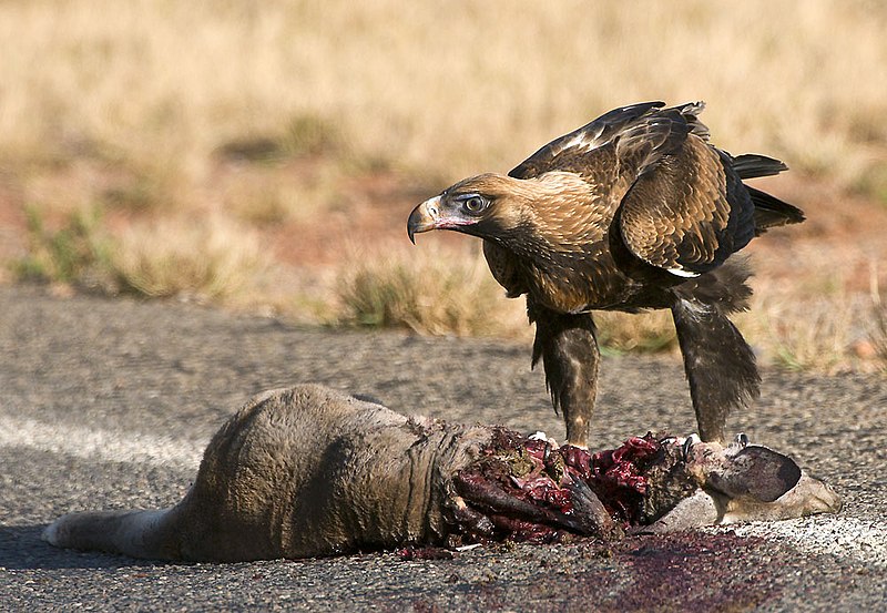 File:WedgetailEagleCarrion.jpg