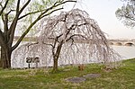 Thumbnail for File:Weeping cherry on the Potomac River 01 - 2013-04-09 (8635478842).jpg