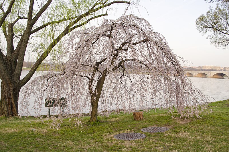 File:Weeping cherry on the Potomac River 01 - 2013-04-09 (8635478842).jpg