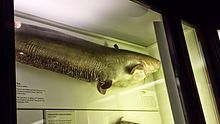 The former British Record Wels Catfish (Silurus glanis) of 43lb 8oz caught by Richard Bray at Wilstone Reservoir in 1970 and on display in the Natural History Museum, Tring, Hertfordshire. Wels Catfish British Record 1970.jpg