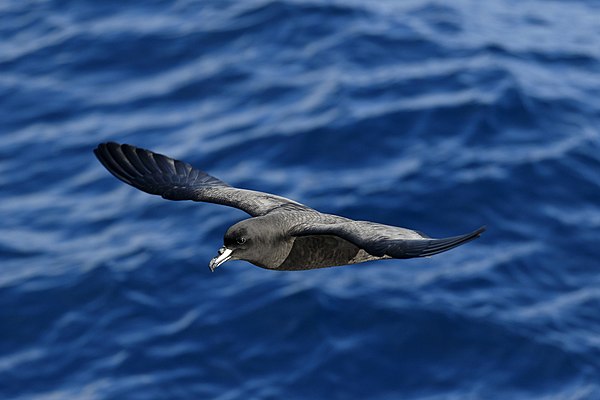 A Westland petrel