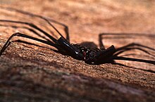 Whip Spider (Phrynus whitei) (36733423705) .jpg