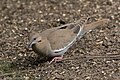 White-winged Dove National Butterfly Center Mission TX 2018-02-28 15-32-35 (40620772732).jpg