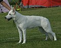 White Swiss Shepherd, Short-haired