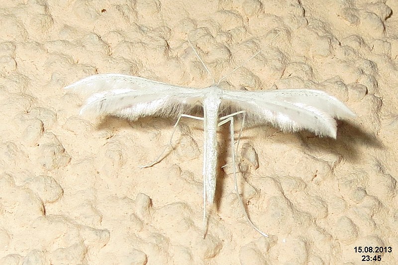 File:White plume moth (NH266) (11114364923).jpg
