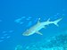 Whitetip-reef-shark.jpg