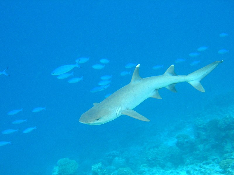 File:Whitetip-reef-shark.jpg
