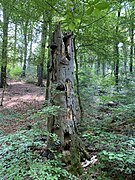 Wertvoll für Insekten und Vögel – Totholz im Wiebachtal