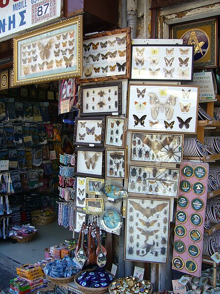 Framed butterflies, moths, beetles, bats, Emperor scorpions and tarantula spiders on sale in Rhodes, Greece