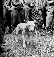 Willie, wearing his regulation Army dog tag, with General Patton and the U.S. Third Army on the drive to Paris (August 1944) Willie-Patton-LIFE-1944.jpg