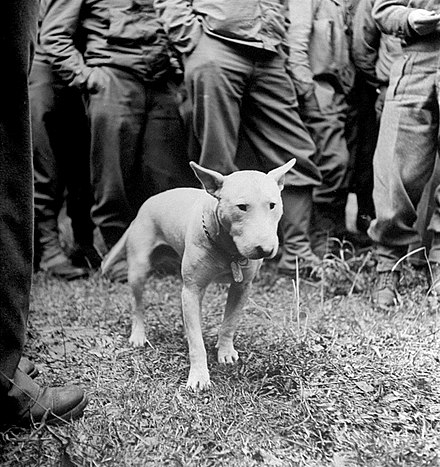 Willie, wearing his regulation Army dog tag, with General Patton and the U.S. Third Army on the drive to Paris (August 1944)