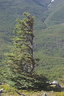 Windswept tree, Torres del Paine National Park, Chile – The wind only blows from the west.