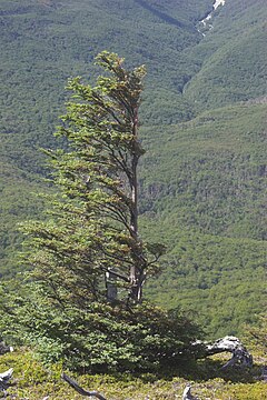 Antarktinis notofagas (Nothofagus antarctica)