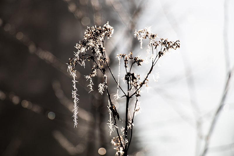 File:Winter morning in the Schwarzwald3.jpg