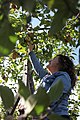 Woman harvesting apples by Marc-Lautenbacher, CC BY-SA 4.0