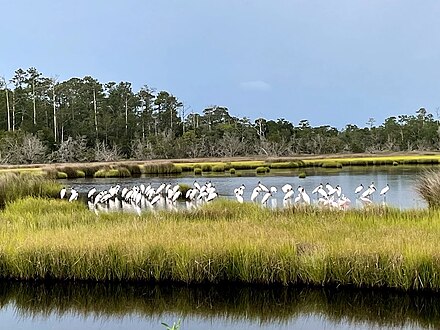 A salt marsh with wood storks wading.