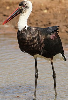 Woolly-necked stork, Bishop stork or White-necked stork, Ciconia episcopus, at uMkhuze Game Reserve, kwaZulu-Natal, South Africa (15301763547).jpg