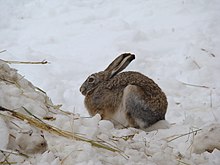 Woolly hare, Kibber WLS