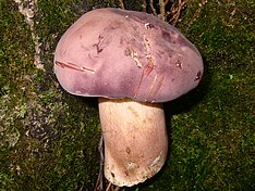 Xanthoconium purpureum 60267.jpg