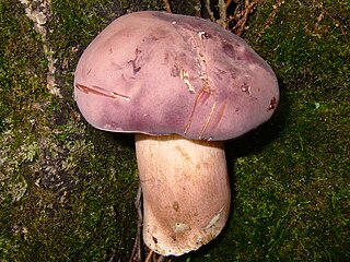 <i>Xanthoconium purpureum</i> Species of fungus