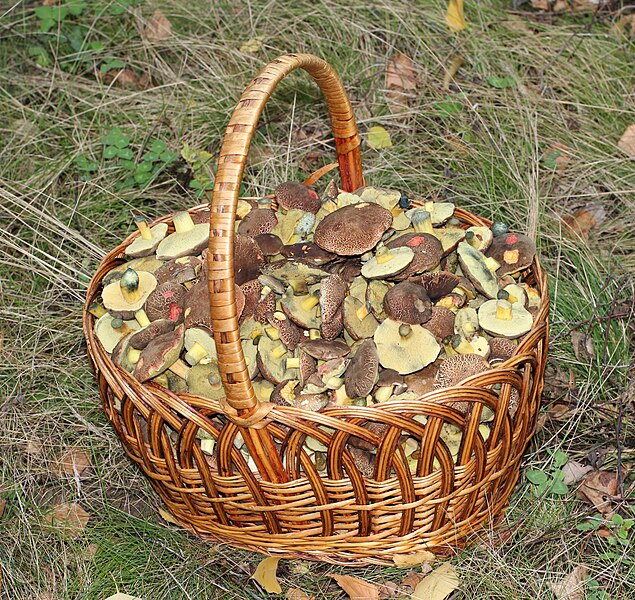 File:Xerocomellus chrysenteron, Edible fungi in basket 2013 G2.jpg