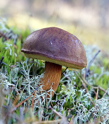 Glossary of mycology