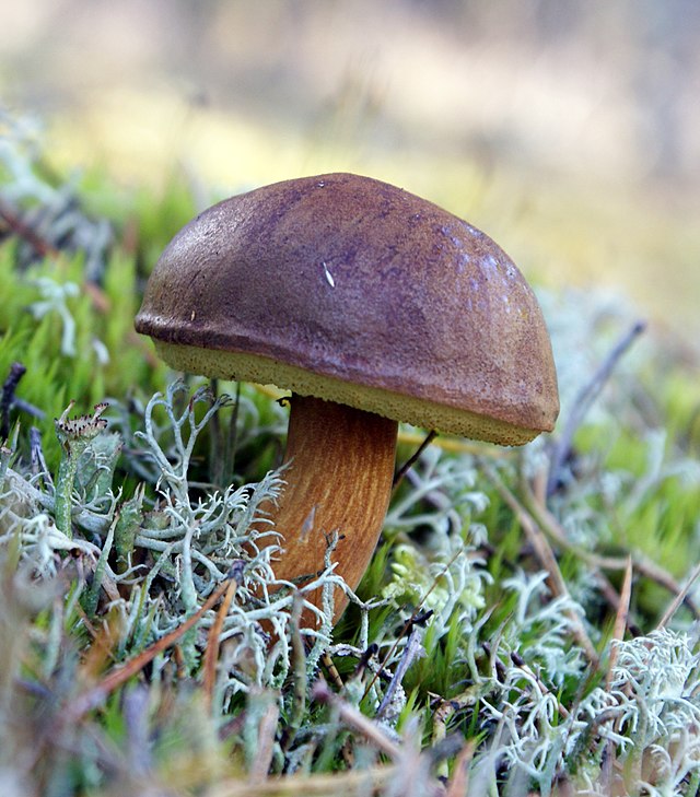 Моховик каштановый (польский гриб, Xerocomus badius) во Вдейском национальном парке (Польша)