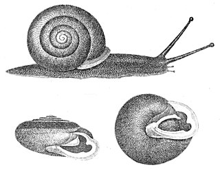 <i>Xolotrema</i> genus of molluscs