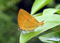 Yamfly Loxura atymnus, автор - доктор Раджу Касамбе DSCN4532 (19) .jpg