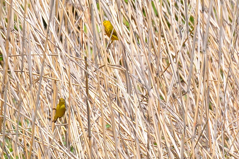 File:Yellow Warblers 3537092053.jpg