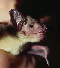 Chauve-souris jaune Scotophilus.jpg