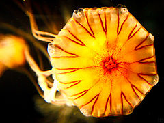 Medusas amarillas en el acuario de Boston (5163514643) .jpg