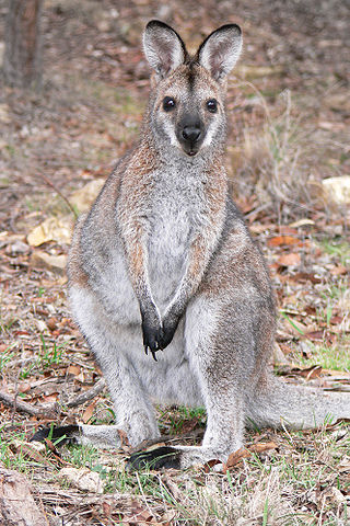<span class="mw-page-title-main">Macropodidae</span> Family of marsupial mammals