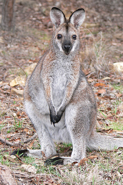 This wallaby has adaptive colouration which allows it to blend with its environment.