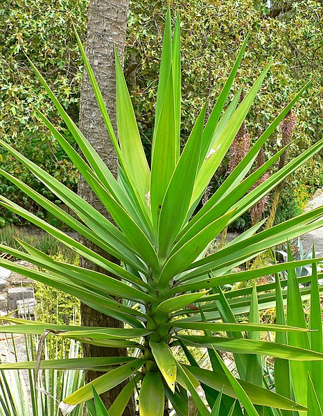File:Yucca aloifolia 2.jpg
