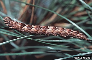 <i>Zale submediana</i> Species of moth