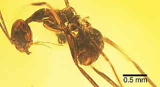 <i>Zatania electra</i> Extinct species of ant