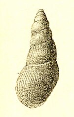 Thumbnail for Zebinella paumotuensis