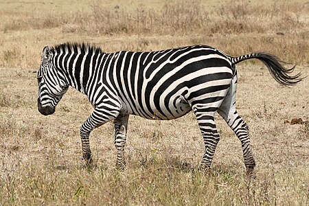 Fail:Zebra_running_Ngorongoro.jpg