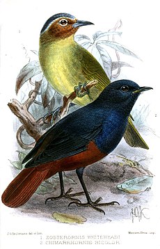 chestnut-faced Babbler and Luzon Water Redstart Ibis 1894 ZosterornisChimarrhornisKeulemans.jpg