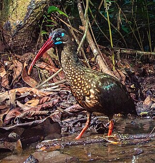 <span class="mw-page-title-main">Spot-breasted ibis</span> Species of bird