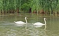 * Nomination Two swans (Cygnus olor) on the river Black Elster, Kahla, Germany. --Leibnitz2610 04:49, 30 May 2012 (UTC) * Decline  Comment Nice, but just above 2 MP. Can you upload image with higher resolution? --Iifar 10:07, 30 May 2012 (UTC) I´m sorry, that is unfortunately not possible. There is scarce. Is it enough for you to QI? Many thanks.--Leibnitz2610 15:22, 31 May 2012 (UTC) 2MP is just enough, but the image quality isn't for me - the swans (aka the subject) are overexposed, although I accept it is damn hard to photograph swans. Mattbuck 10:14, 9 June 2012 (UTC)