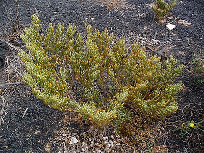 Zygophyllum fontanesii Habitus