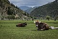 * Nomination Cows at the shore of Kara-Kamysh lake. Sary-Chelek nature reserve, Aksy District, Jalal-Abad Region, Kyrgyzstan. By User:Marat Nadjibaev --Красный 08:55, 18 August 2024 (UTC) * Decline  Oppose Sorry, but nothing is really sharp. --Alexander-93 10:48, 18 August 2024 (UTC)