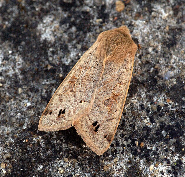 File:(2189) Twin-spotted Quaker (Orthosia munda) (6999301325).jpg