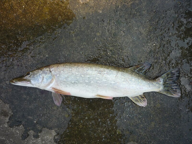 File:Štika obecná (Esox lucius) obrázek 3.jpg